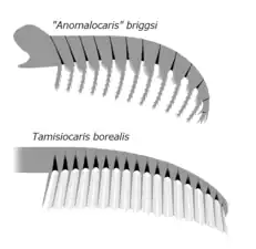 Frontal appendages of Tamisiocarididae