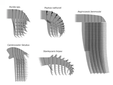 Frontal appendages of Hurdiidae