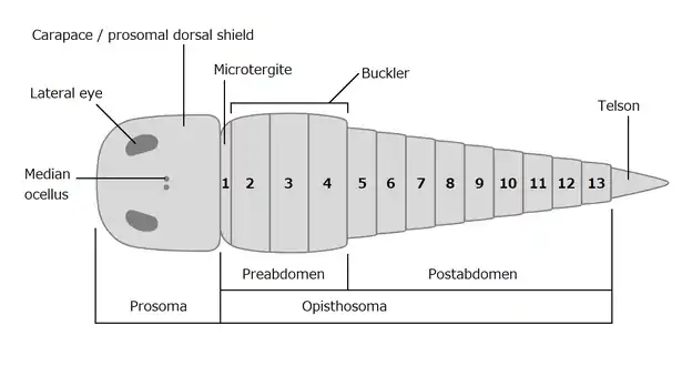 Dorsal morphology of a generalized chasmataspidid.