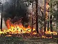 Extreme fire behavior on June 12, 2020