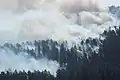 Smoke in trees on June 17, 2020