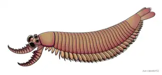 The radiodont/opabiniid-euarthropod intermediate Kylinxia