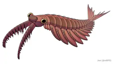 Anomalocaris is a member of the anomalocarididae family, which at one point included all radiodonts, but now only includes a few genera.