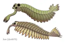 The opabiniids Opabinia (top) and Utaurora (bottom)