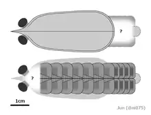 A diagrammatic reconstruction of the basal deuteropod Erratus
