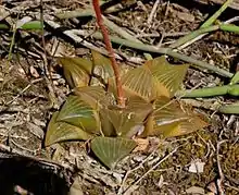 Haworthia retusa has a recognisable shiny leaf-face on its retuse leaves, and a light green colour