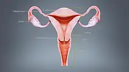 Different regions of the uterus displayed and labelled using a 3D medical animation still shot