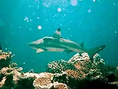 An adult blacktip shark (Carcharhinus melanopterus)