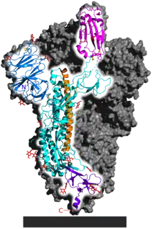 SARS‑CoV‑2 spike homotrimer focusing upon one protein subunit with an ACE2 binding domain highlighted
