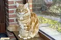 Maine Coon - red tabby - 1 year old