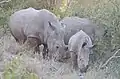 Rhinos
