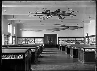 #42 (24/9/1877)Ward's models of the Catalina giant squid and a giant Pacific octopus, suspended from the ceiling of the American Museum of Natural History's Shell and Coral Hall, early 20th century. The squid was later moved to the Hall of Ocean Life, the Invertebrate Hall, and, following refurbishment, the "Wall of Life" in the Hall of Biodiversity (see 2015 image). Both models were acquired in 1895 for a total of US$750 (equivalent to $24,429 in 2021).