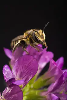 Bee on alfalfa flower
