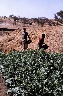 Tobacco cultivation in a dry river bed, Tireli, Mali, 1980