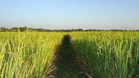 Paddy field