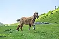 A sheep in the meadows of Pleja in Siran Valley