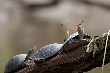 Lachryphagous Lepidoptera, such as the two Julia butterflies (Dryas iulia) drinking the tears of turtles in Ecuador, have hooks and barbs at the tip of the proboscis