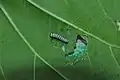 Larva (first instar)