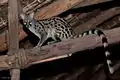 Common genet (Genetta genetta)