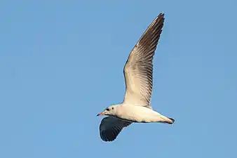 A gull flying over Lake Taudaha