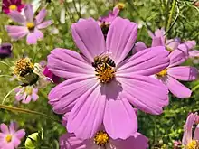 Photo of a honey bee on the Cosmos bipinnatus flower