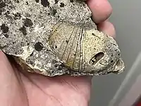 A large nautiloid cephalopod called Beloitoceras belonging to the group Oncocerida from the Ancell Group in Dane County