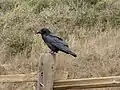 A raven stands on a fence post along the Tennessee Valley trail