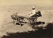 Pair of blackbucks trained to pull a small carriage