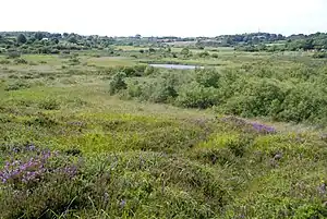 A view across Cors Goch, Anglesey, Wales.jpg