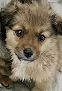 Image 30A mongrel puppy (from Puppy)