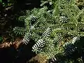 Foliage of a Spanish fir 'Glauca'