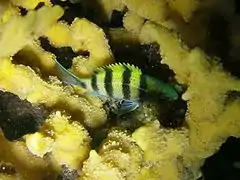 Indo-Pacific sergeant (Abudefduf vaigiensis)