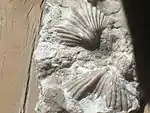 Abyssal Brachiopod