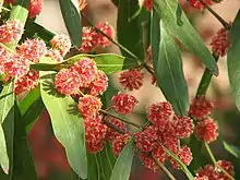 Scarlet Blaze (Acacia leprosa)