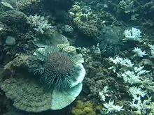 Image 50Crown-of-thorns starfish and eaten coral off the coast of Cooktown, Queensland (from Environmental threats to the Great Barrier Reef)
