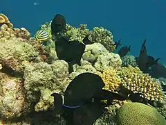 Ringtail surgeonfish (Acanthurus blochii)
