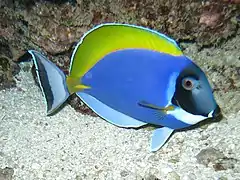 Powder blue tang (Acanthurus leucosternon)