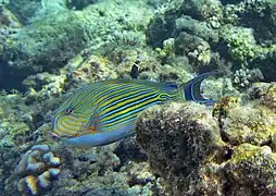 Lined surgeonfish (Acanthurus lineatus)