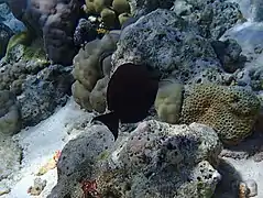 Brown surgeonfish (Acanthurus nigrofuscus)