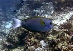 Thompson's surgeonfish (Acanthurus thompsoni)