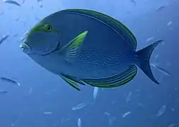 Yellow-fin surgeonfish (Acanthurus xanthopterus)