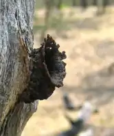 The short entrance tunnel of A. cassiae