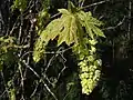 Acer macrophyllum flowers and young leaves