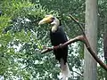 Wrinkled hornbill