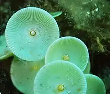 Details of A. mediterranea