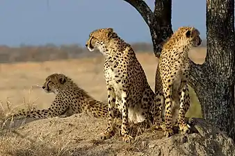A cheetah family stares at their surrounds