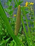 "Acorus calamus flowers"