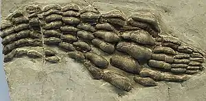 Preserved dentition of the acrodontid Acrodus