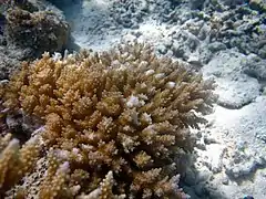 Acropora selaga