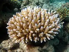 Acropora vermiculata